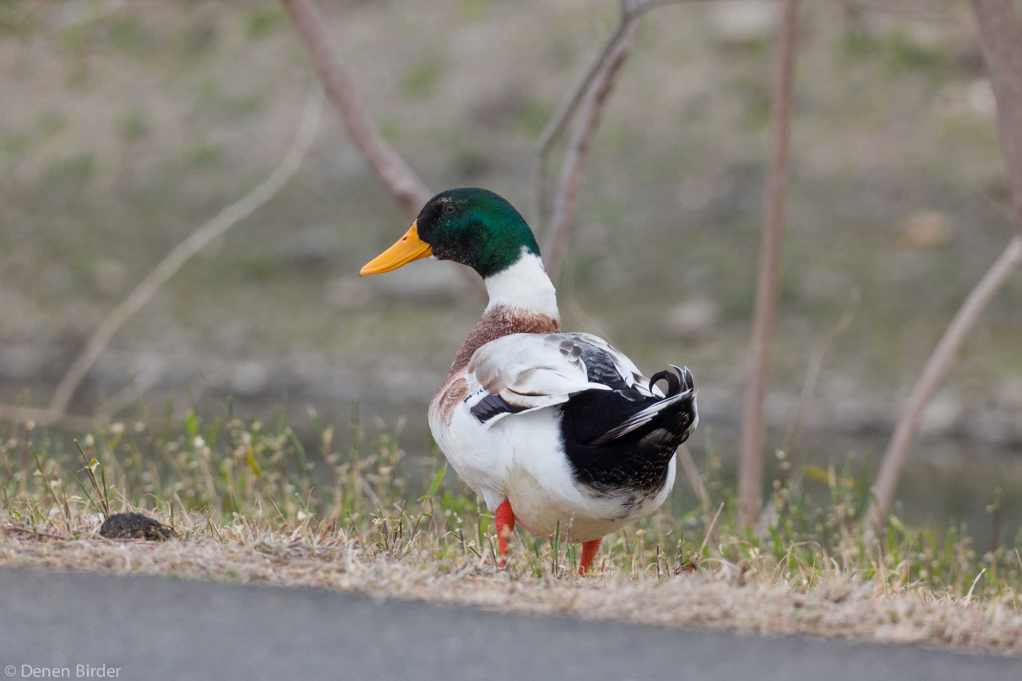 Photo of Domestic duck at 千波湖 by 田園Birder