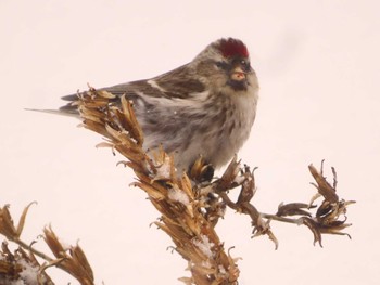 Common Redpoll Makomanai Park Fri, 1/26/2024