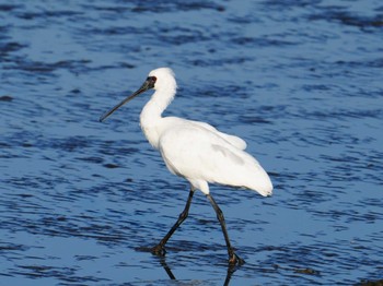 Black-faced Spoonbill 住吉自然公園 Sat, 3/2/2024