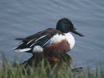 Northern Shoveler 江津湖 Sun, 2/11/2024