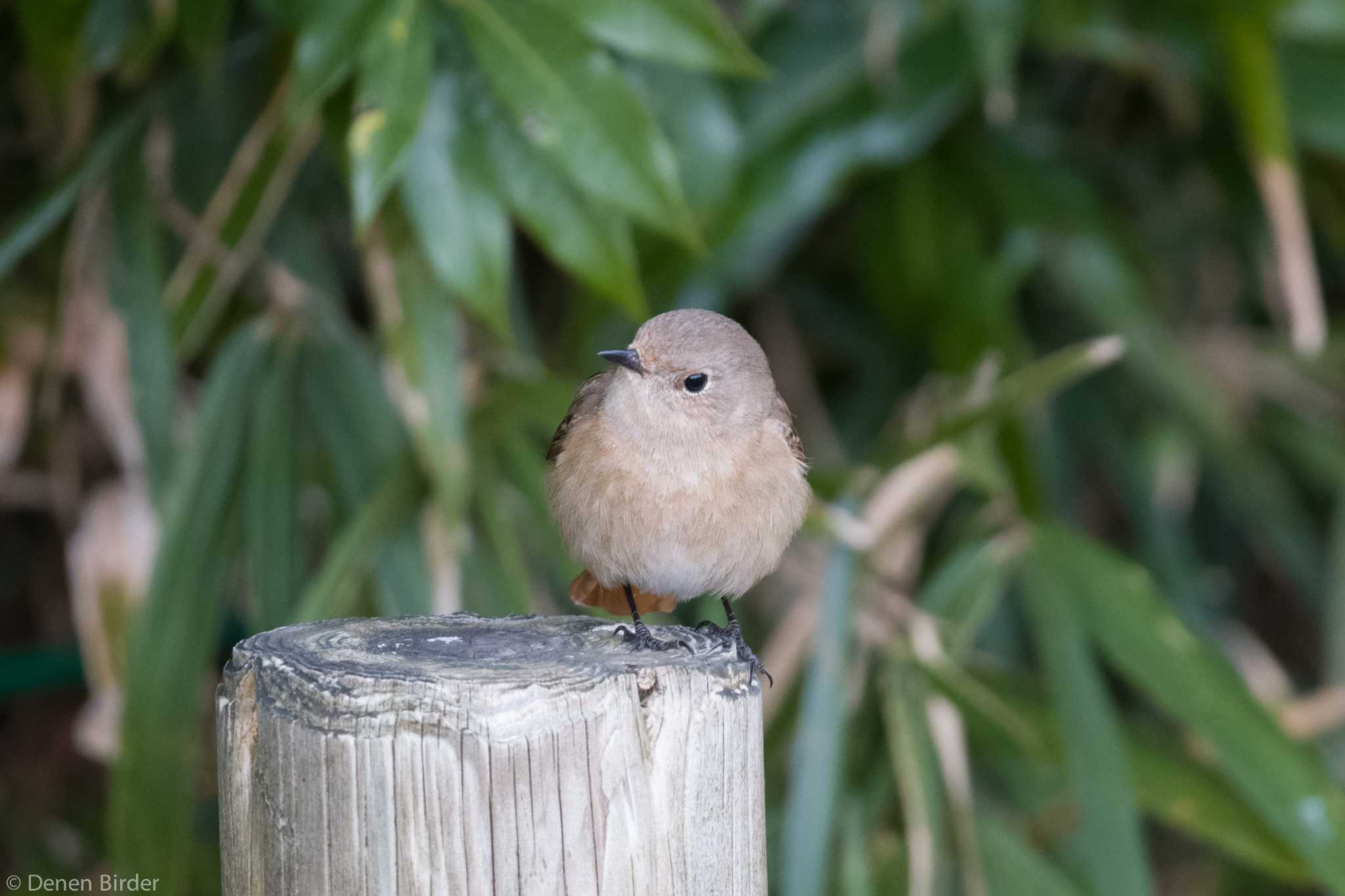 Photo of Daurian Redstart at 千波湖 by 田園Birder