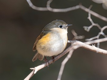 Red-flanked Bluetail 西宮市 広田神社 Fri, 3/22/2024