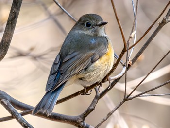 Red-flanked Bluetail 西宮市 広田神社 Fri, 3/22/2024