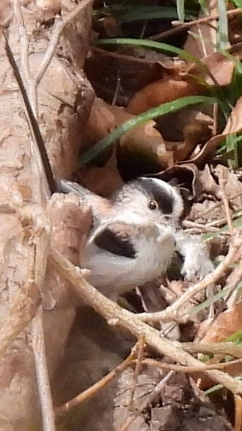 Sun, 3/24/2024 Birding report at Akigase Park