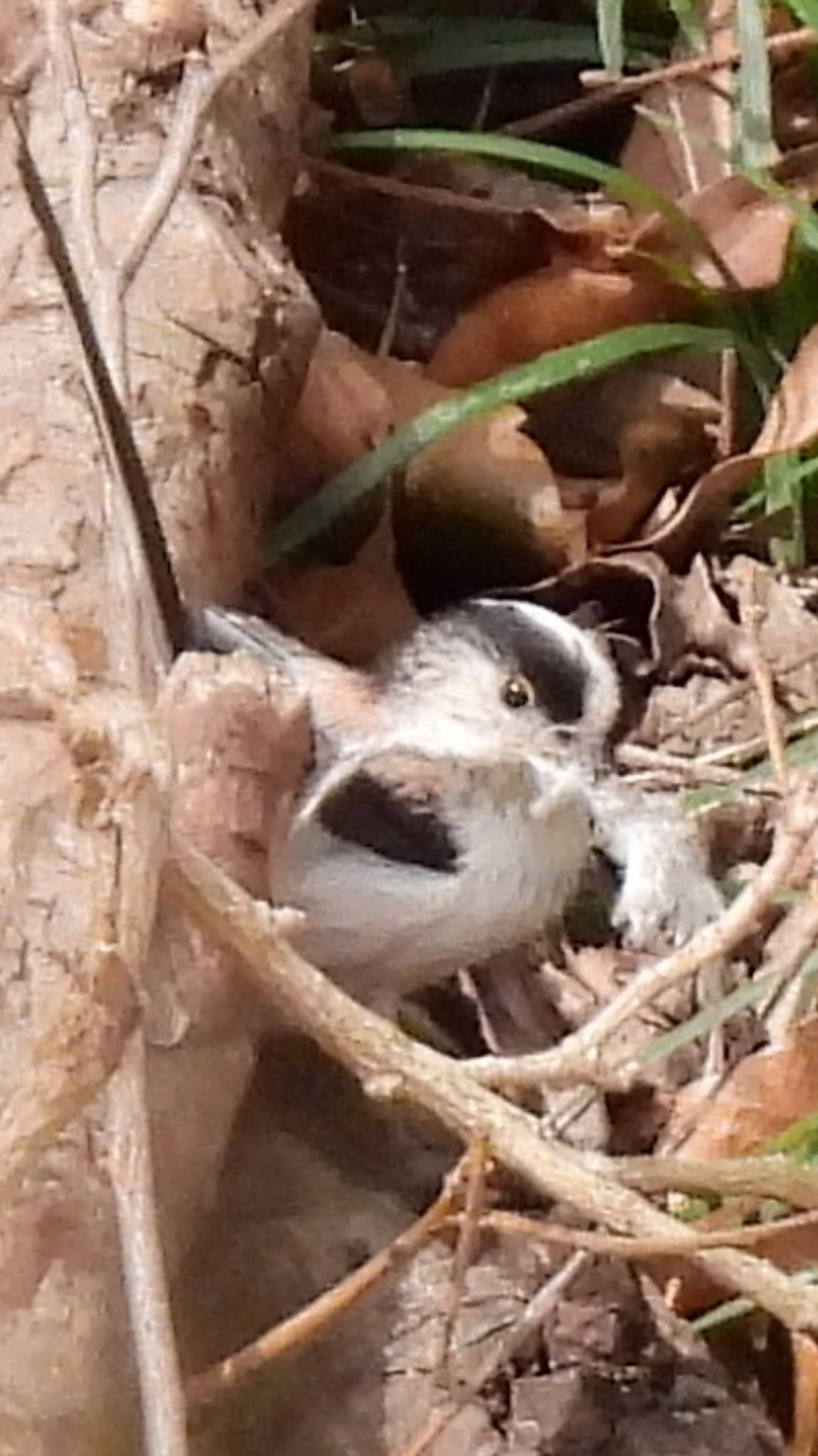 Long-tailed Tit