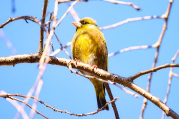 Grey-capped Greenfinch Mizumoto Park Wed, 2/23/2022