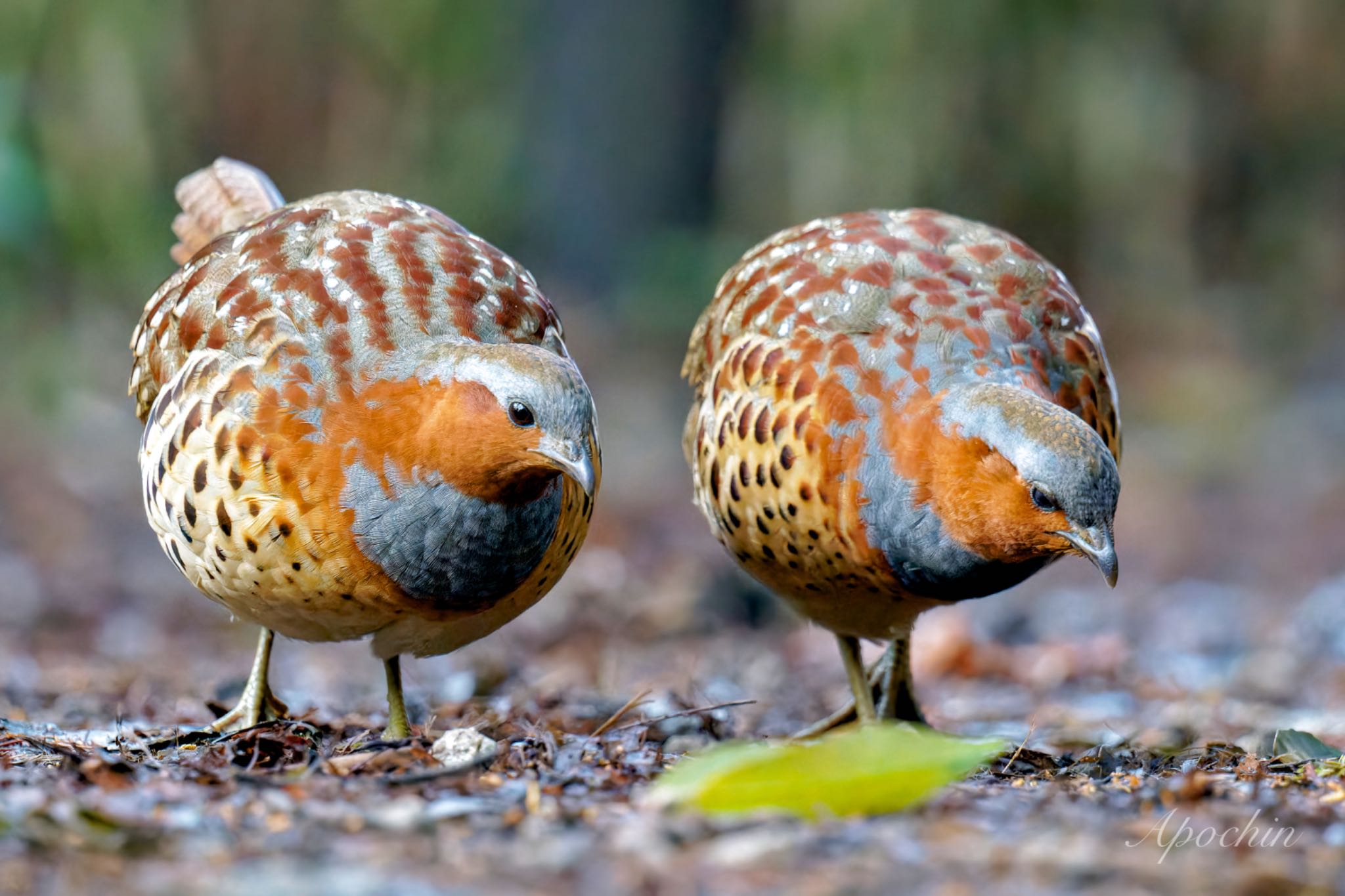 Photo of Chinese Bamboo Partridge at Kodomo Shizen Park by アポちん