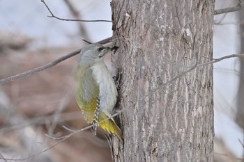 Grey-headed Woodpecker Makomanai Park Fri, 3/22/2024