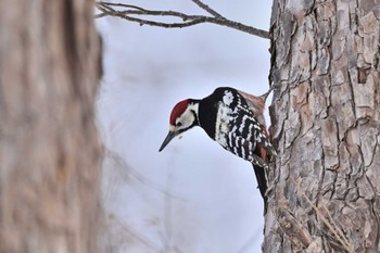 White-backed Woodpecker(subcirris) Makomanai Park Fri, 3/22/2024