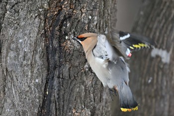 Bohemian Waxwing Makomanai Park Thu, 3/21/2024