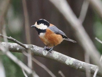 Varied Tit Maioka Park Sun, 3/24/2024