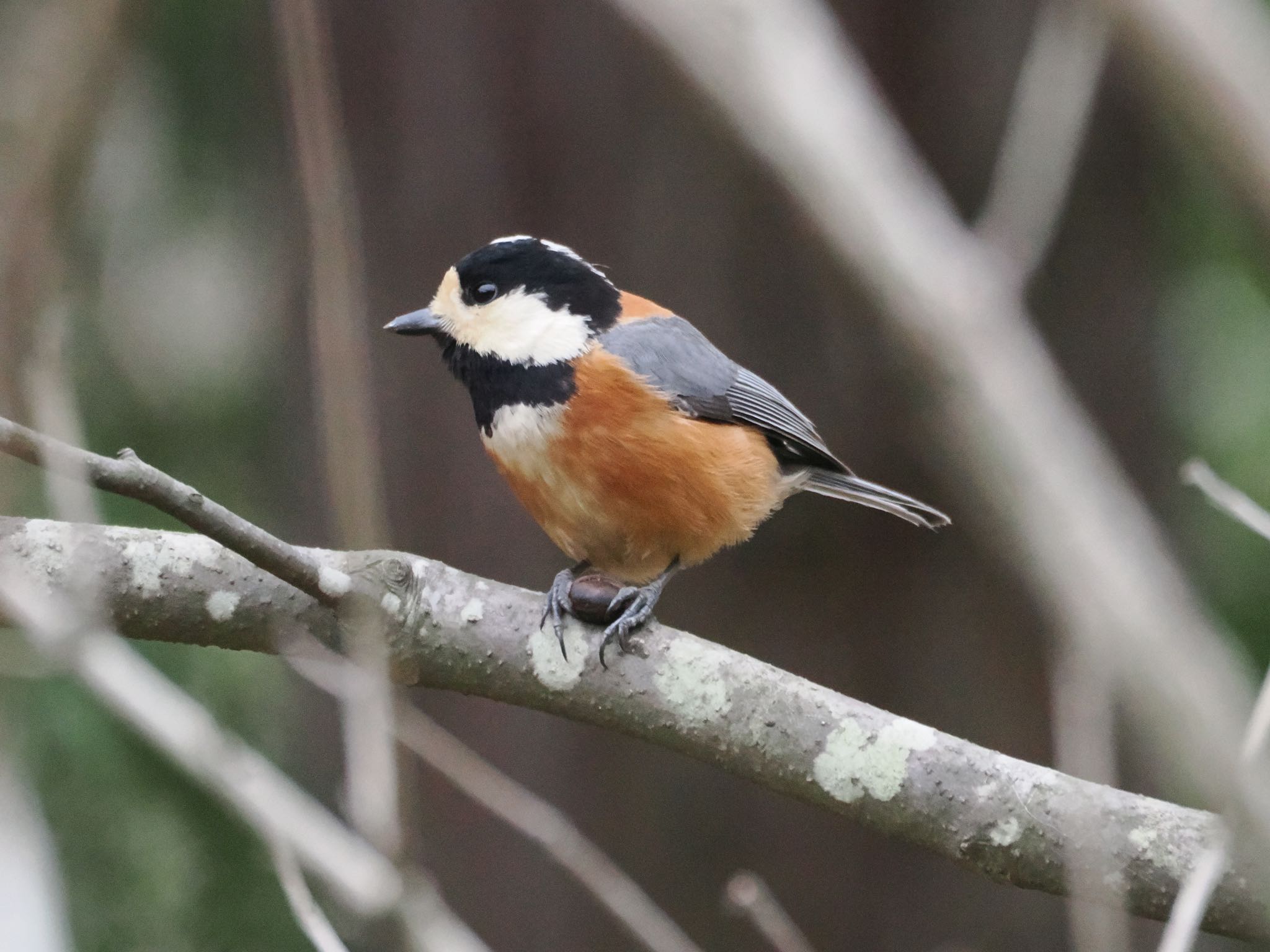 Varied Tit