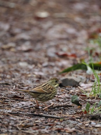 Masked Bunting Maioka Park Sun, 3/24/2024