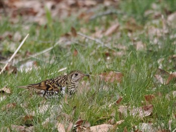 White's Thrush Maioka Park Sun, 3/24/2024