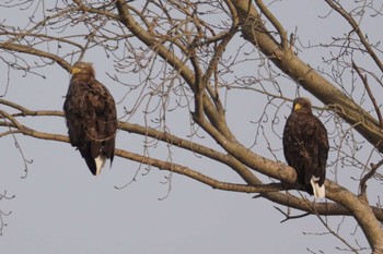 White-tailed Eagle 札幌 Sat, 2/17/2024