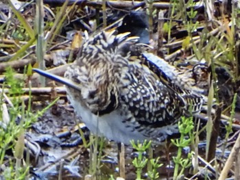 Common Snipe Maioka Park Sun, 3/24/2024