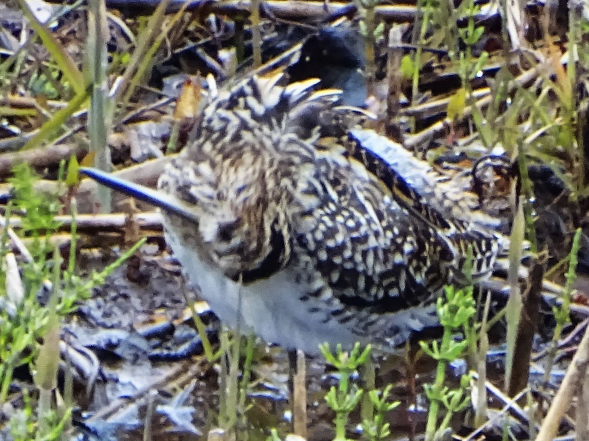 Photo of Common Snipe at Maioka Park by KAWASEMIぴー