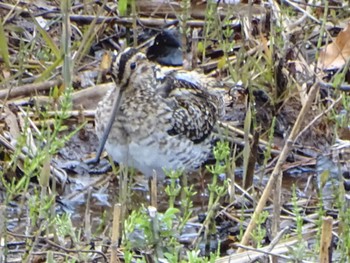 Common Snipe Maioka Park Sat, 3/23/2024