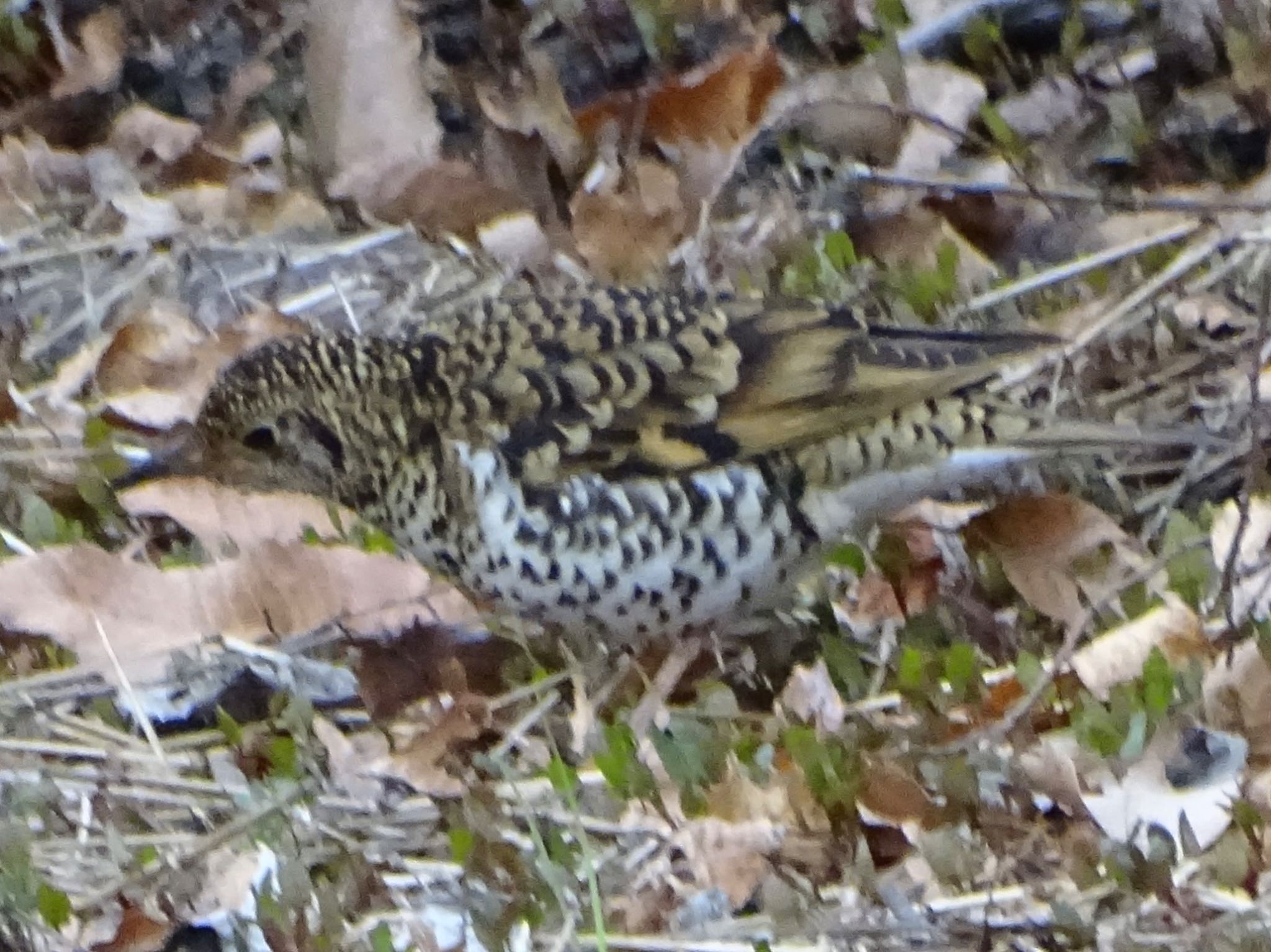 舞岡公園 トラツグミの写真 by KAWASEMIぴー