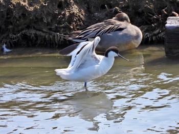 ソリハシセイタカシギ 米子水鳥公園 2024年3月22日(金)