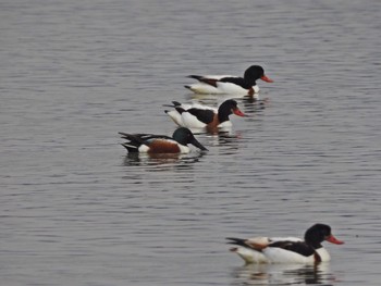 ツクシガモ 米子水鳥公園 2024年3月22日(金)