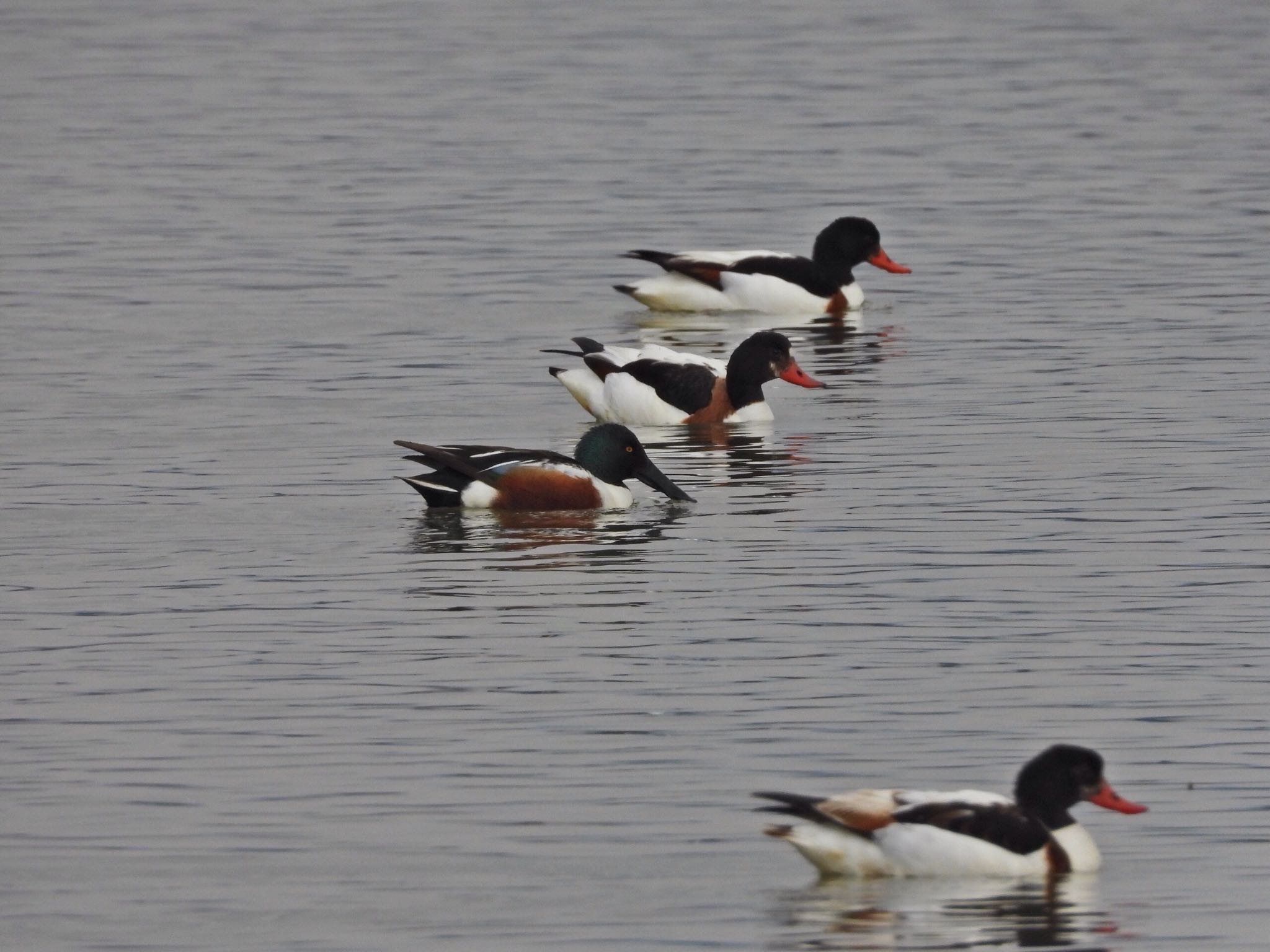 Common Shelduck