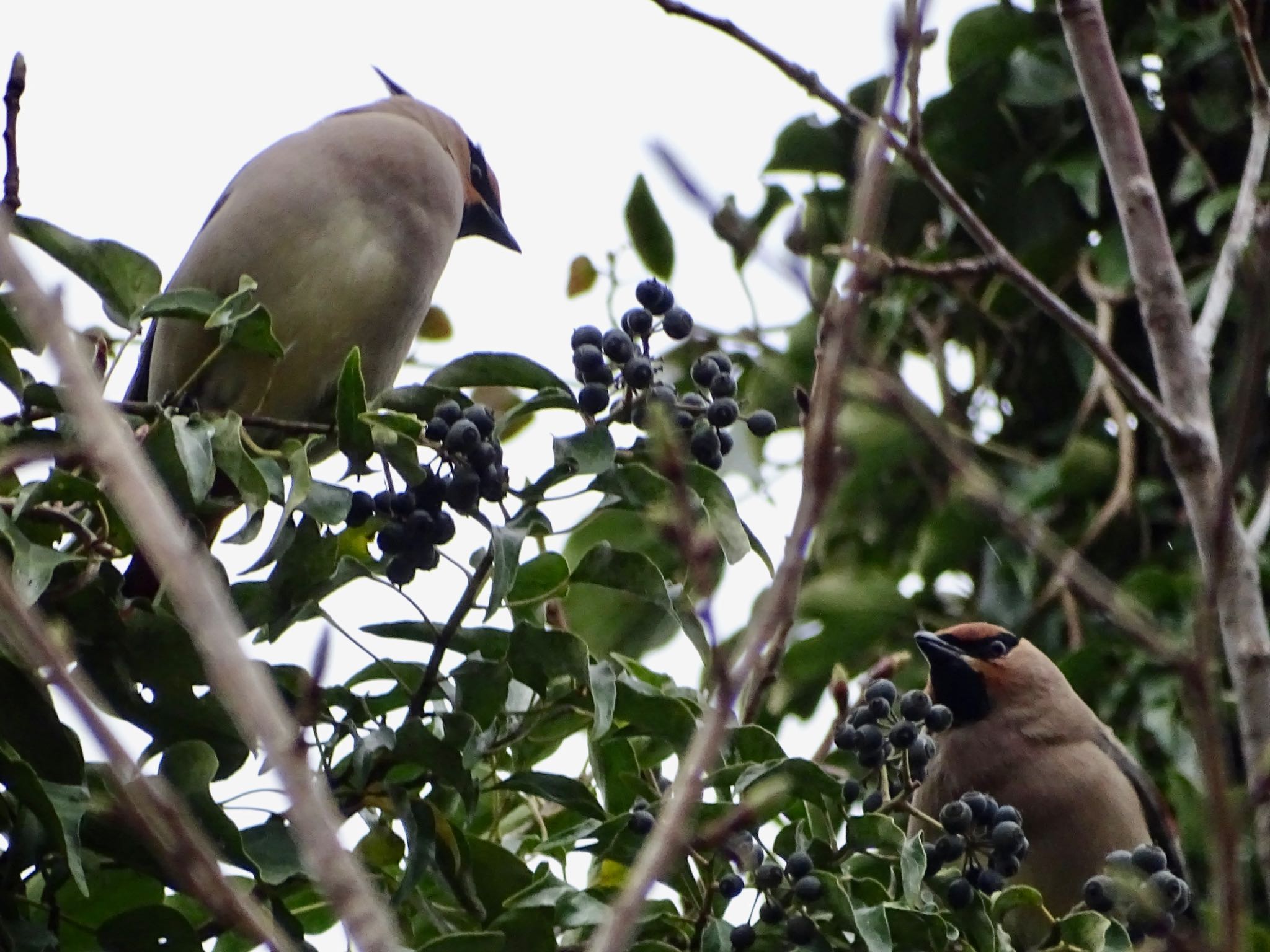 Photo of Japanese Waxwing at Maioka Park by KAWASEMIぴー