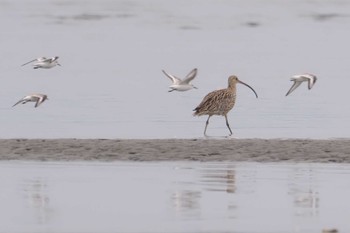 ホウロクシギ ふなばし三番瀬海浜公園 2024年3月24日(日)