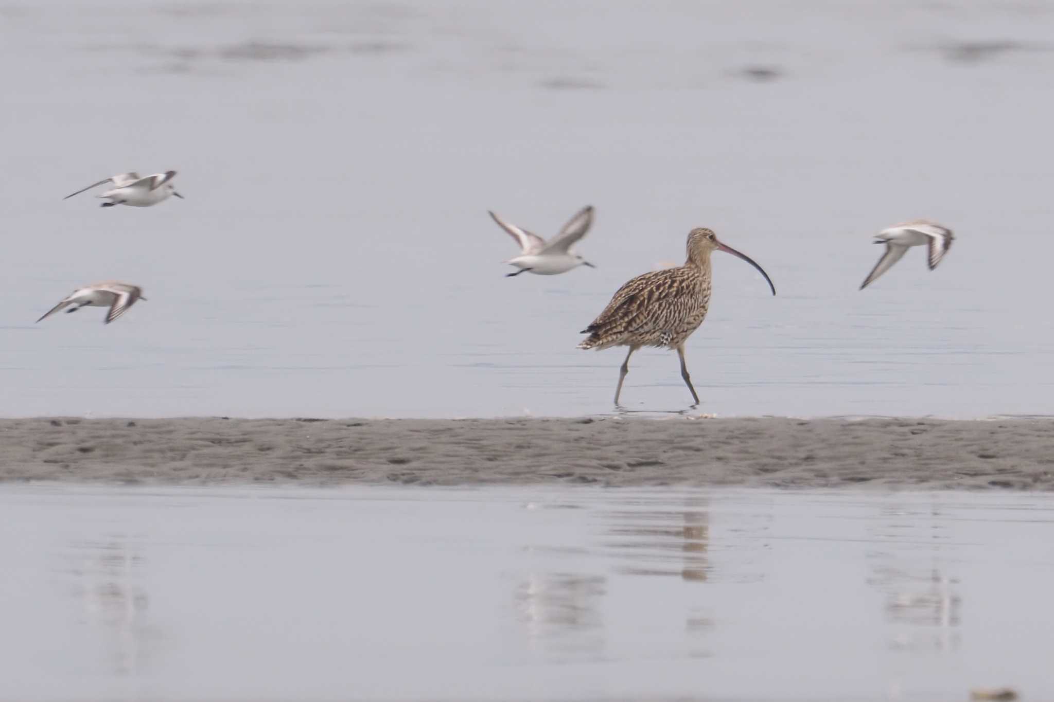 Far Eastern Curlew