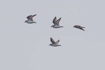 Kentish Plover Sambanze Tideland Sun, 3/24/2024