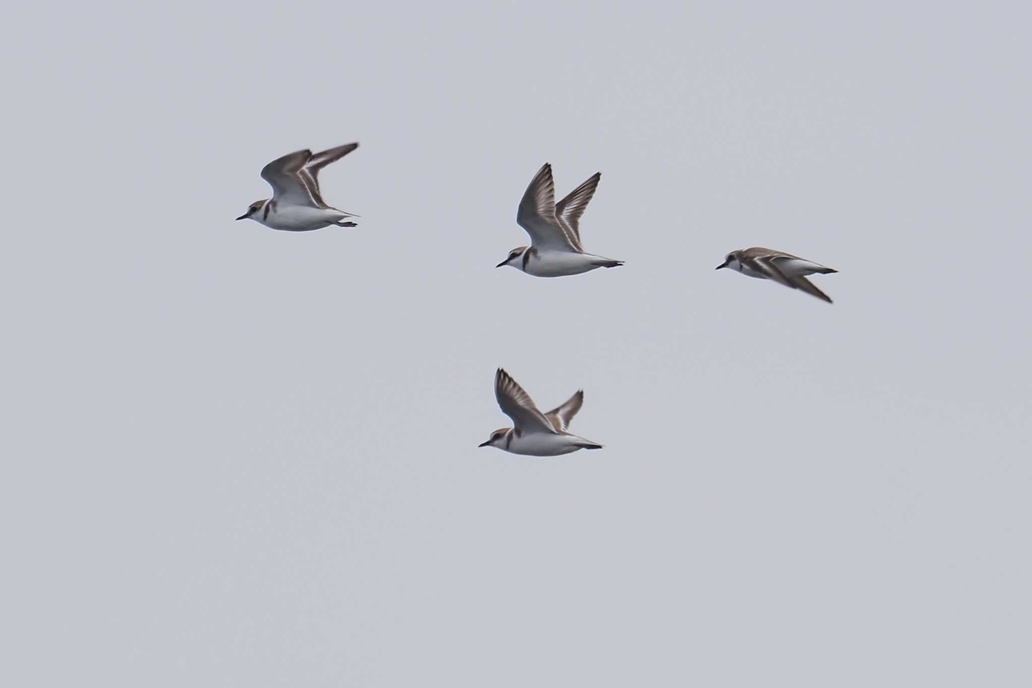 Kentish Plover