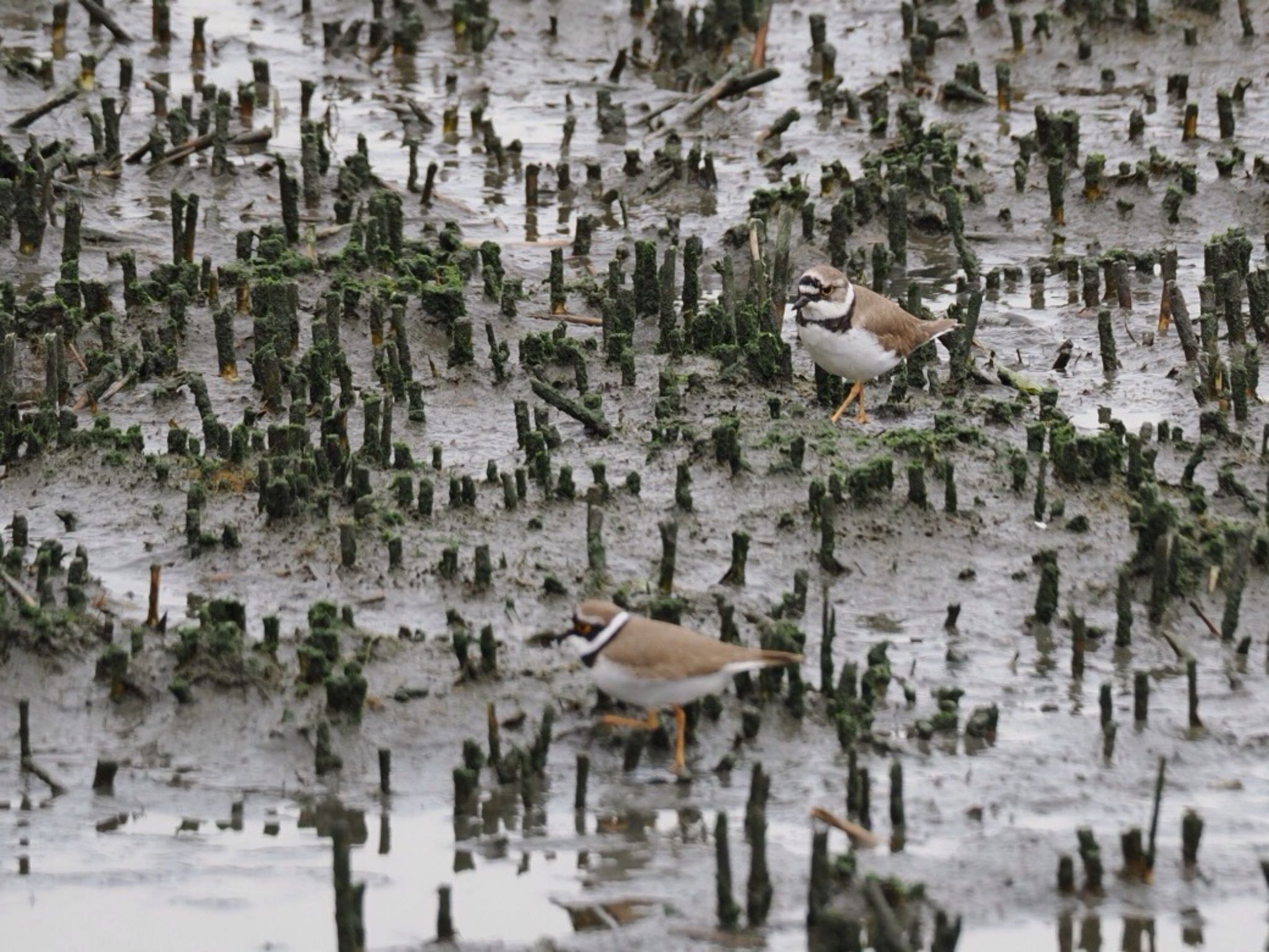 Little Ringed Plover