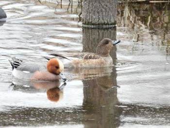 Eurasian Wigeon 打上川治水緑地 Tue, 3/19/2024