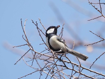 Japanese Tit 淀川河川公園 Fri, 3/15/2024