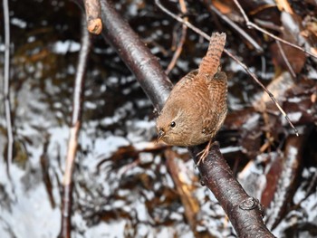 Eurasian Wren 日向渓谷 Sun, 3/24/2024