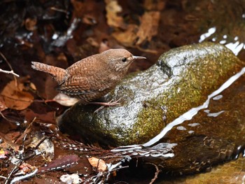 Eurasian Wren 日向渓谷 Sun, 3/24/2024