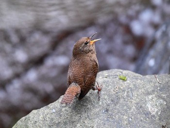 Eurasian Wren 日向渓谷 Sun, 3/24/2024