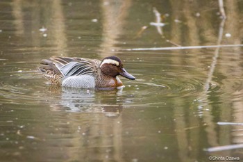 Garganey Kitamoto Nature Observation Park Sun, 3/24/2024