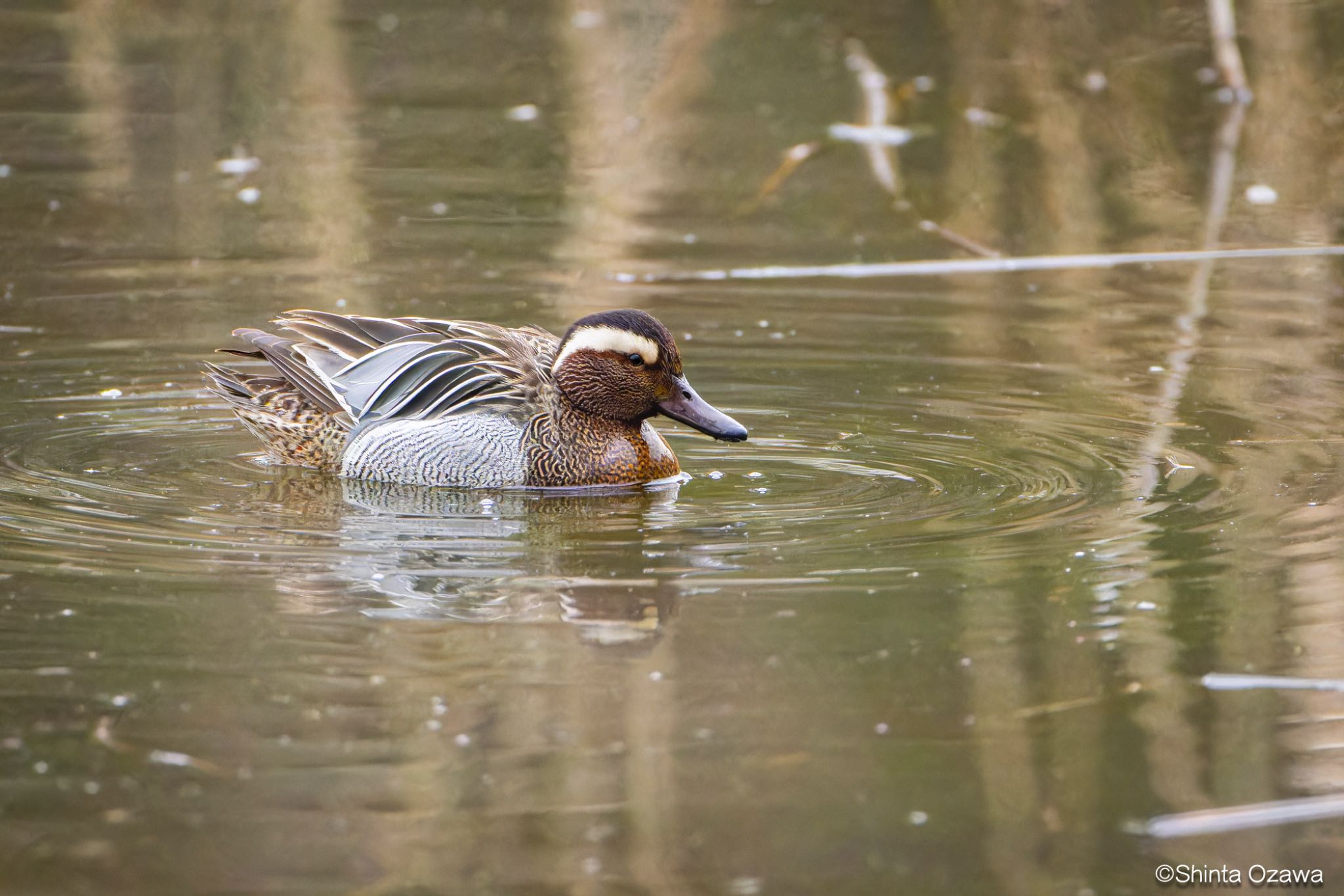 Photo of Garganey at Kitamoto Nature Observation Park by SNT