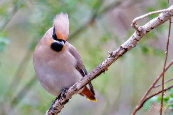 Bohemian Waxwing Kitamoto Nature Observation Park Sat, 3/23/2024