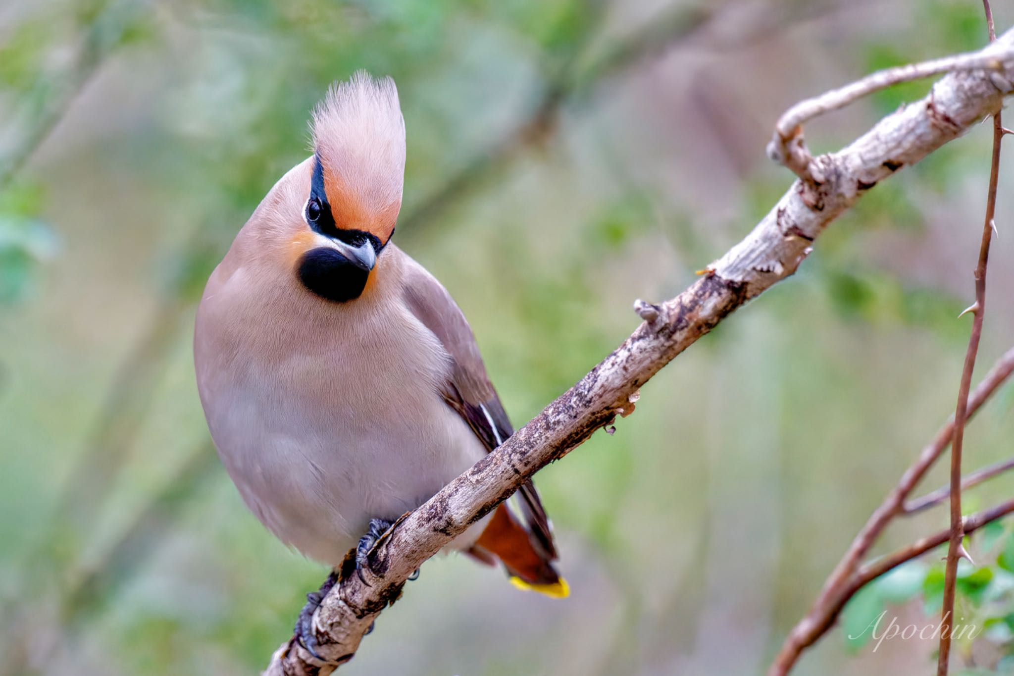 Photo of Bohemian Waxwing at Kitamoto Nature Observation Park by アポちん