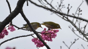 メジロ 奈良県 2024年3月17日(日)