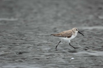 ハマシギ ふなばし三番瀬海浜公園 2024年3月24日(日)