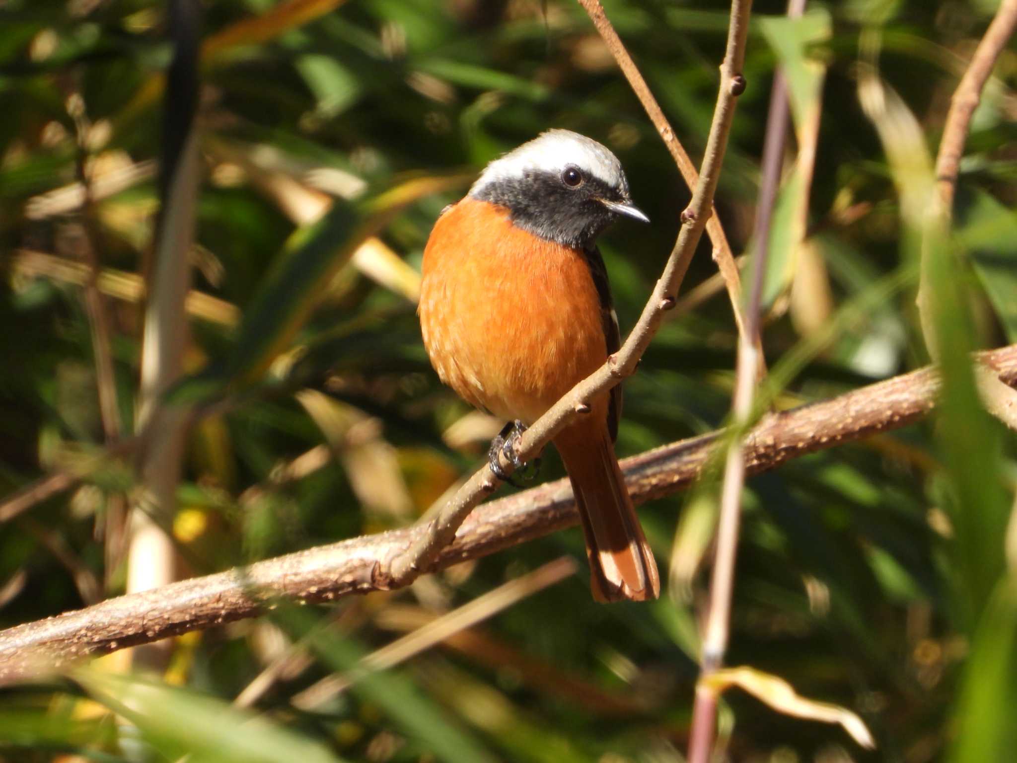 Daurian Redstart