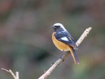 Daurian Redstart 秩父 Wed, 3/13/2024