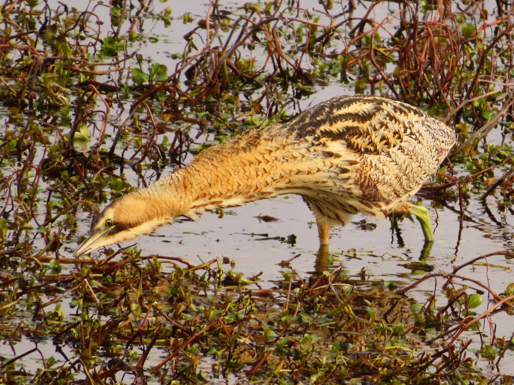 Eurasian Bittern