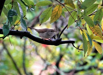 Japanese Bush Warbler グラバー園 Mon, 3/25/2024