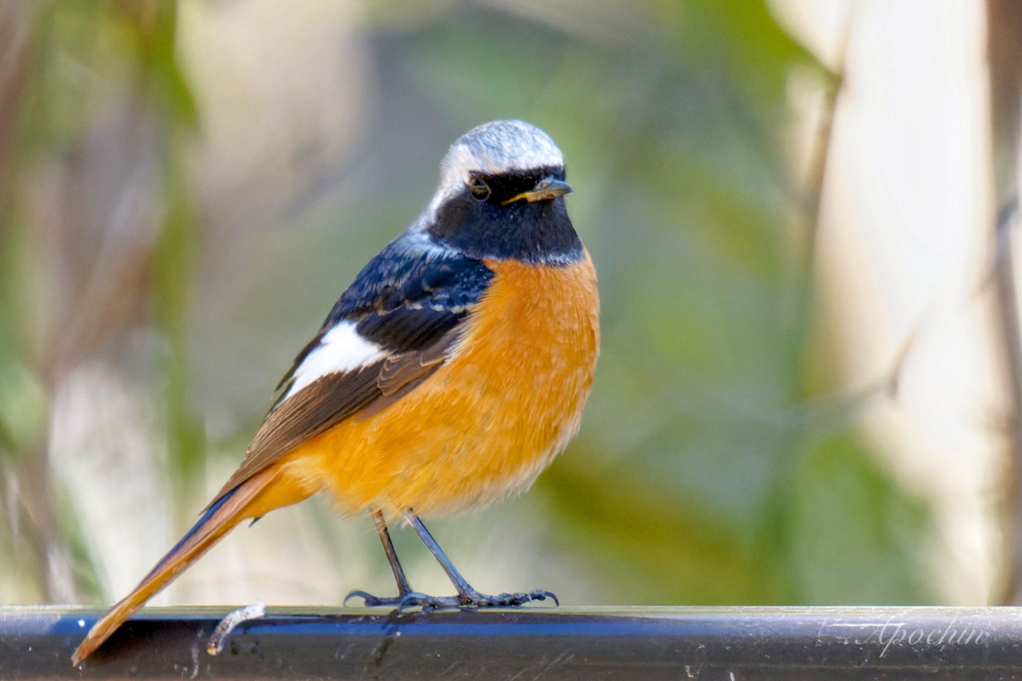 Daurian Redstart