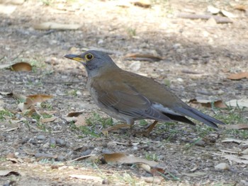 Pale Thrush Nara Park Tue, 4/4/2023