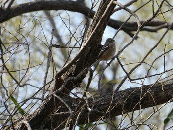 Siberian Long-tailed Rosefinch 祖父江ワイルドネイチャー緑地 Fri, 3/22/2024